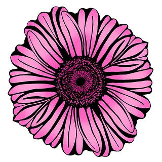 gerbera